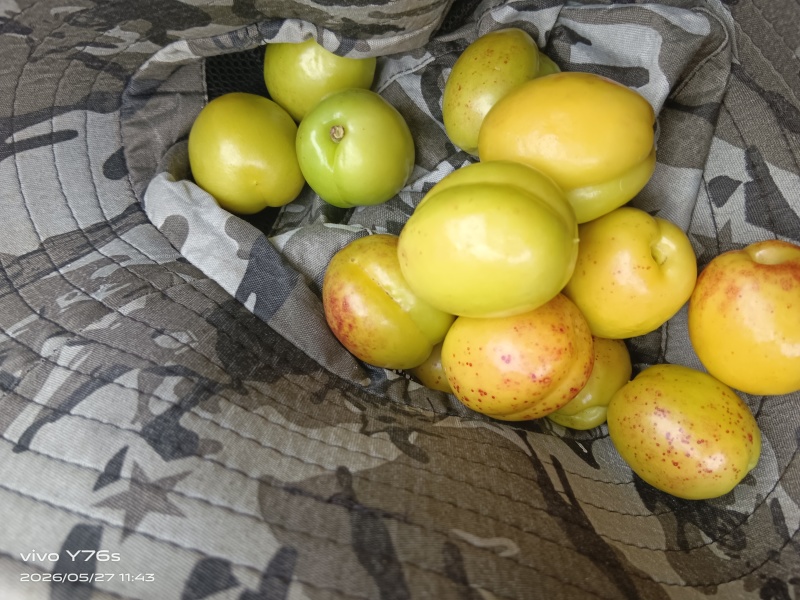 山东油杏