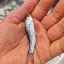 土鲮鱼苗广西南宁批发