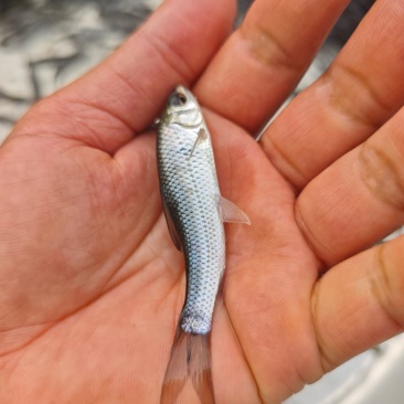 土鲮鱼苗广西南宁批发