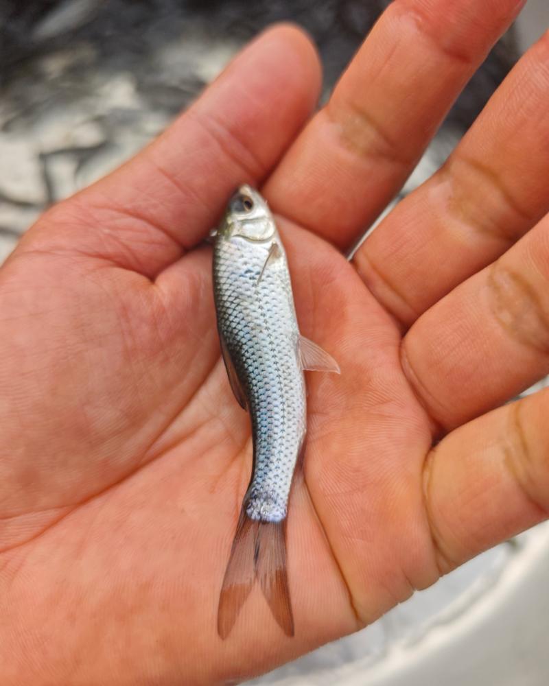 土鲮鱼苗广西南宁批发