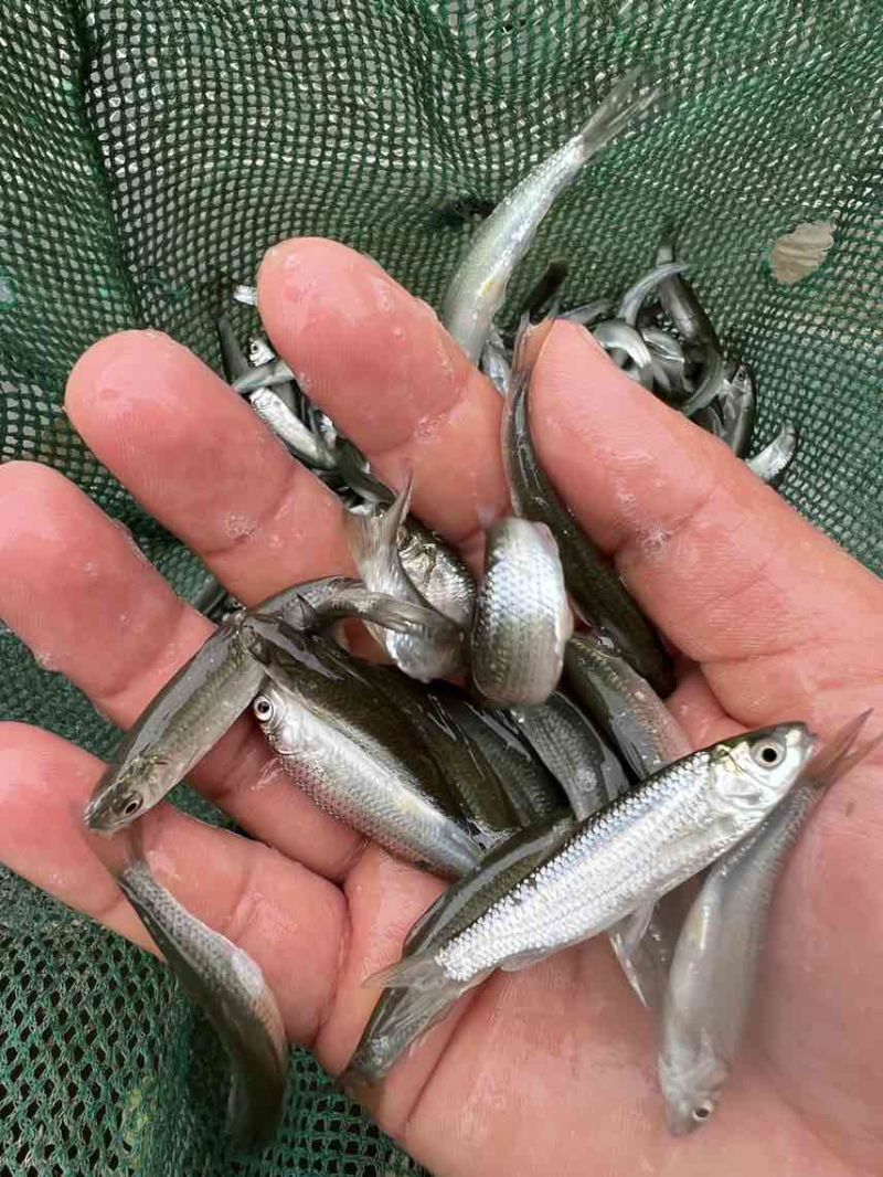 赤眼鳟鱼苗广西南宁批发