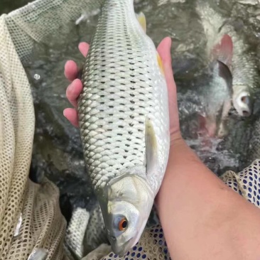 赤眼鳟鱼苗广西南宁批发