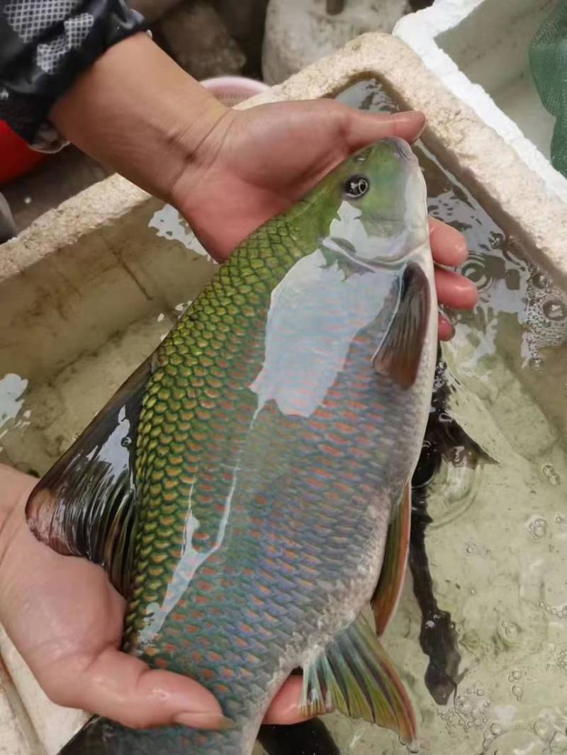 桂华鲮鱼苗，沉香鱼苗，广西南宁批发