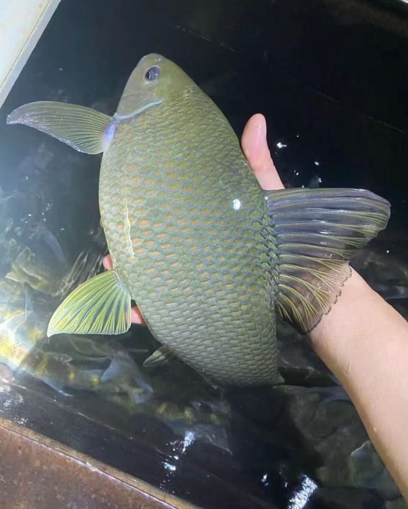 桂华鲮鱼苗，沉香鱼苗，广西南宁批发