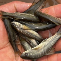 桂华鲮鱼苗，沉香鱼苗，广西南宁批发