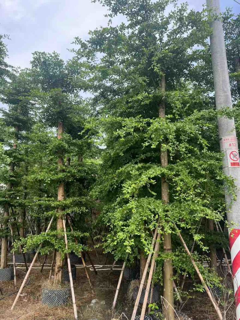 小叶榄仁8-25分，基地直销，一手货源，大量低价出售