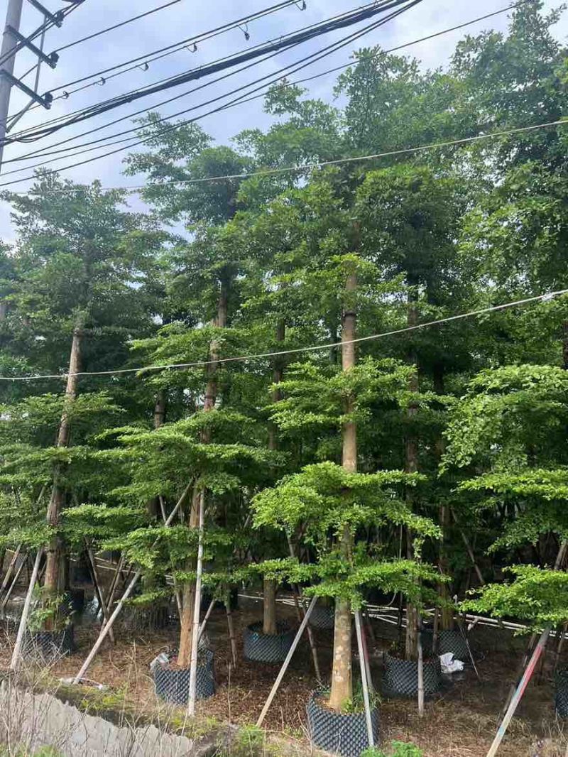 小叶榄仁8-25分，基地直销，一手货源，大量低价出售