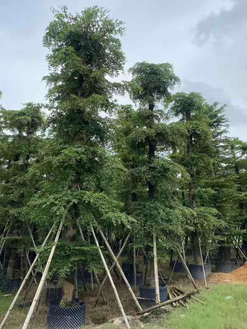小叶榄仁8-25分，基地直销，一手货源，大量低价出售