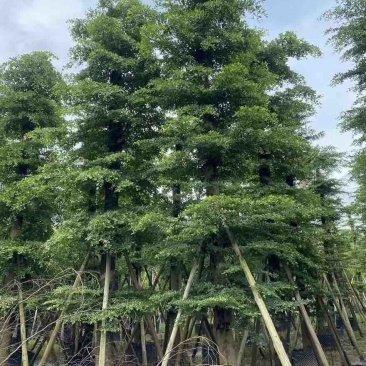 小叶榄仁8-25分，基地直销，一手货源，大量低价出售