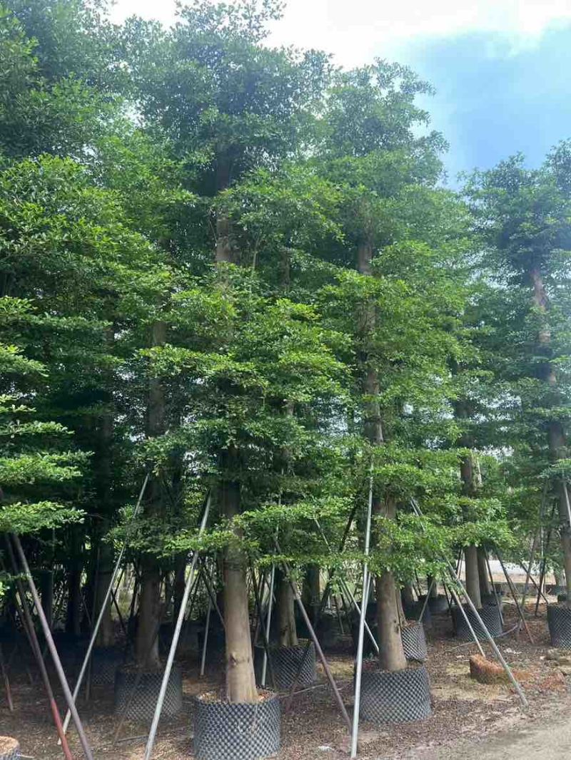 小叶榄仁8-25分，基地直销，一手货源，大量低价出售