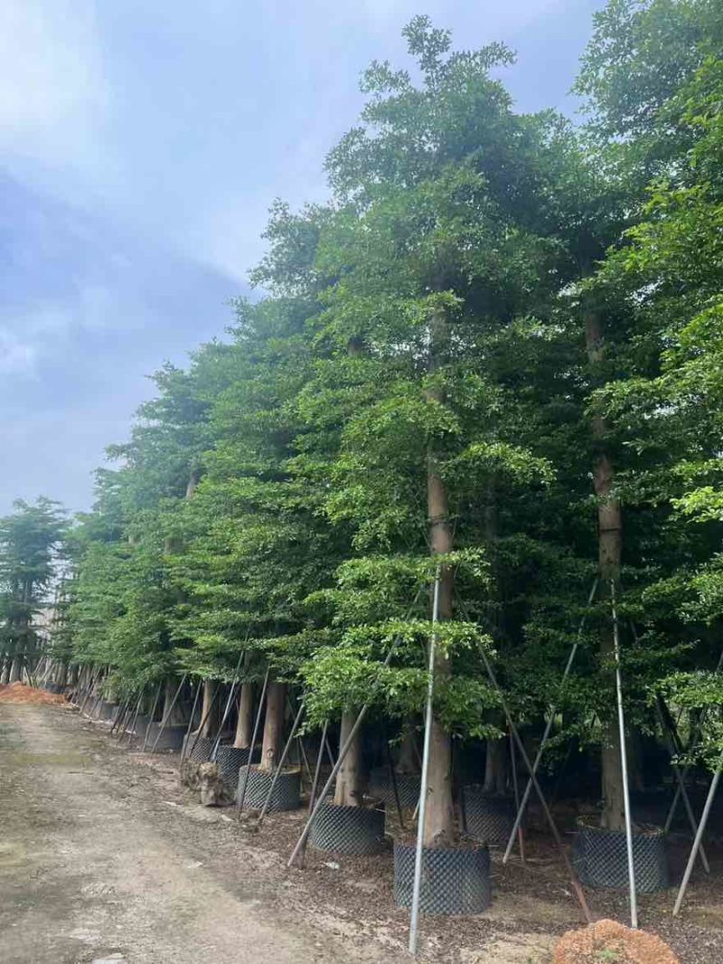 小叶榄仁8-25分，基地直销，一手货源，大量低价出售