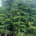 小叶榄仁8-25分，基地直销，一手货源，大量低价出售
