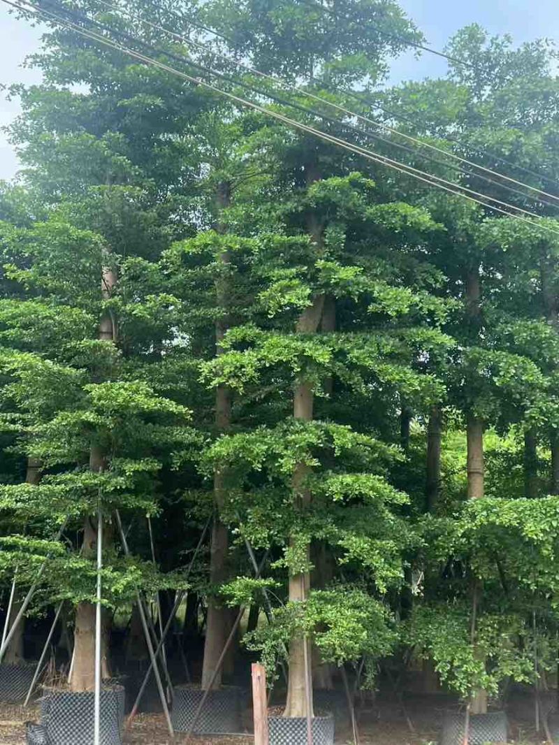 小叶榄仁8-25分，基地直销，一手货源，大量低价出售