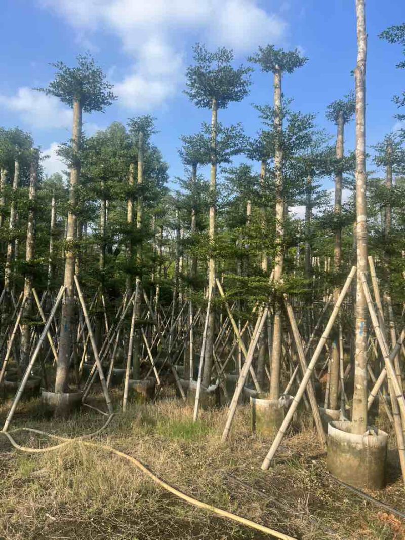 小叶榄仁8-25分，基地直销，一手货源，大量低价出售