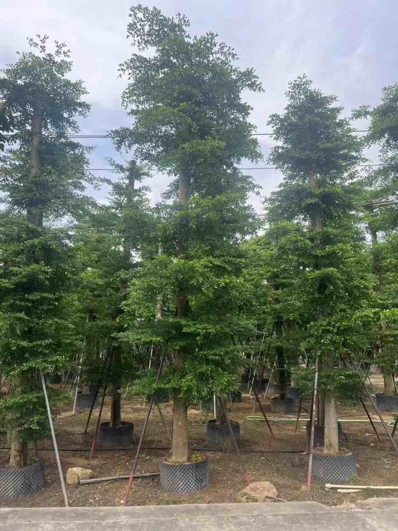 小叶榄仁8-25分，基地直销，一手货源，大量低价出售