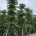 小叶榄仁8-25分，基地直销，一手货源，大量低价出售