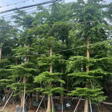 小叶榄仁8-25分，基地直销，一手货源，大量低价出售