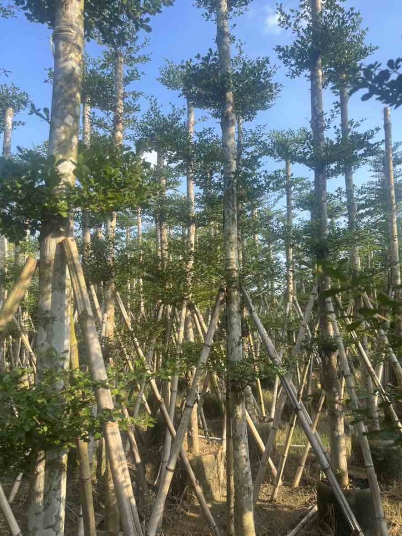 小叶榄仁8-25分，基地直销，一手货源，大量低价出售