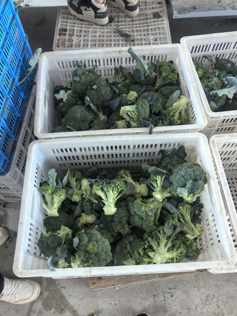 宁夏贺兰西兰花一级精品基地整车冷链现采发货