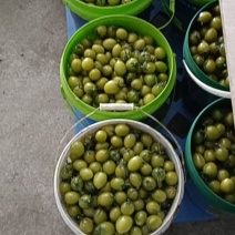 小番茄