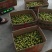 小番茄