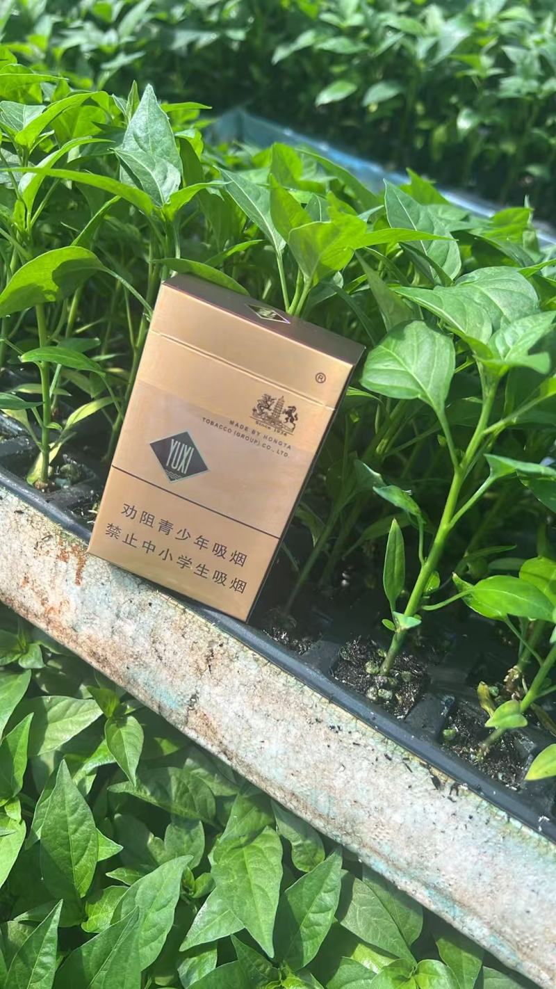产品名称小米椒苗（指天椒）