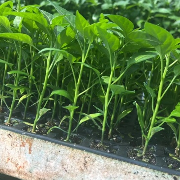 产品名称小米椒苗（指天椒）