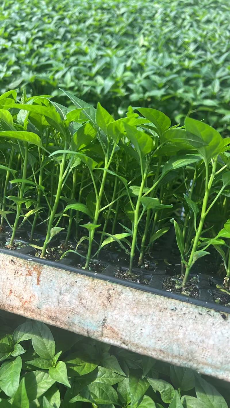 产品名称小米椒苗（指天椒）