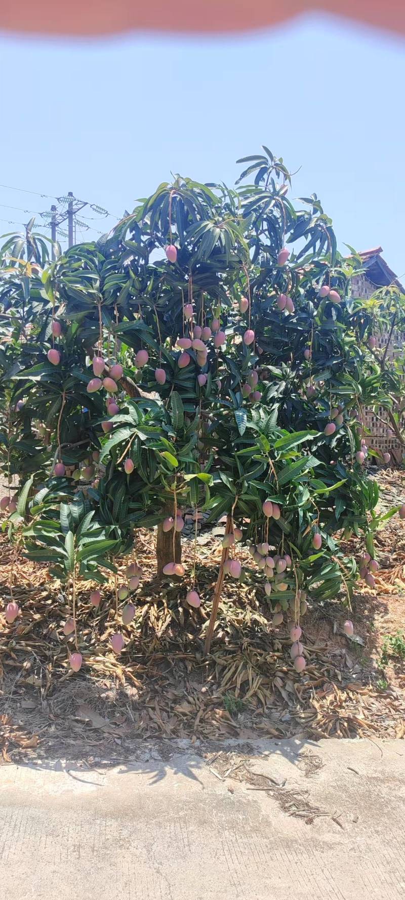 广西百色贵妃芒