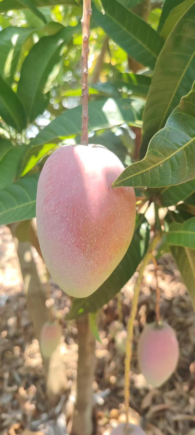 百色芒果贵妃芒和金煌芒产地直发，一件代发