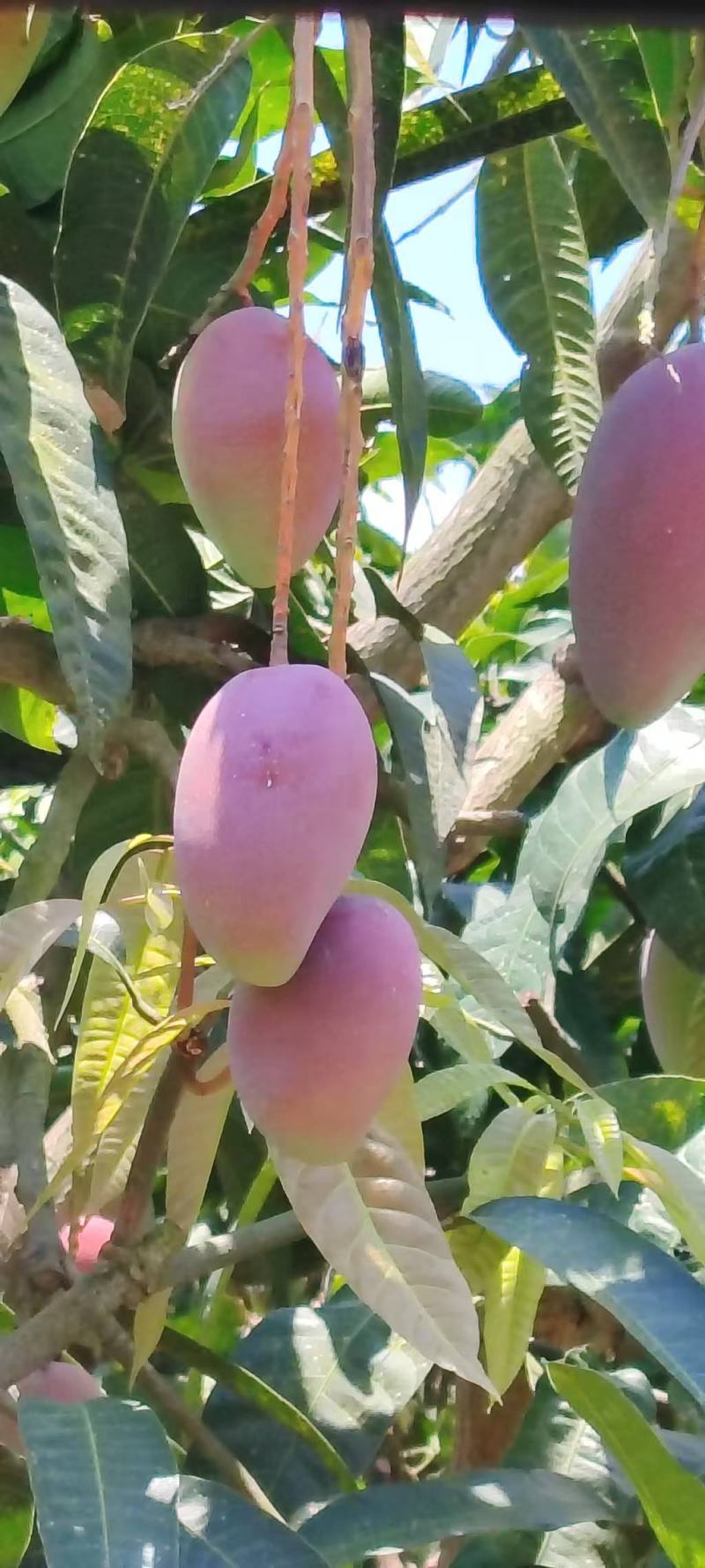 百色芒果贵妃芒和金煌芒产地直发，一件代发