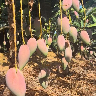 百色芒果贵妃芒和金煌芒产地直发，一件代发