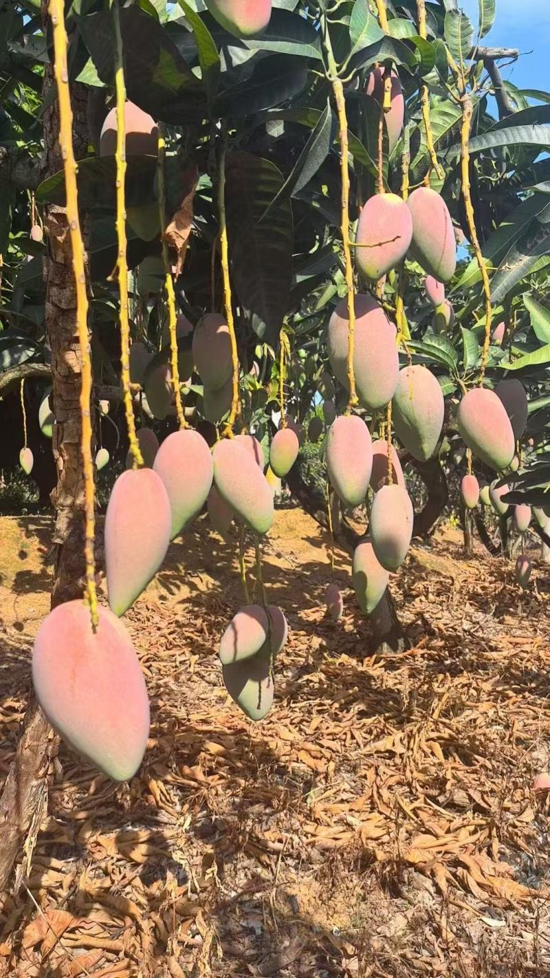 百色芒果贵妃芒和金煌芒产地直发，一件代发