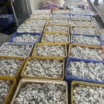 鲜茧双宫茧地茧干茧量大价格可以聊