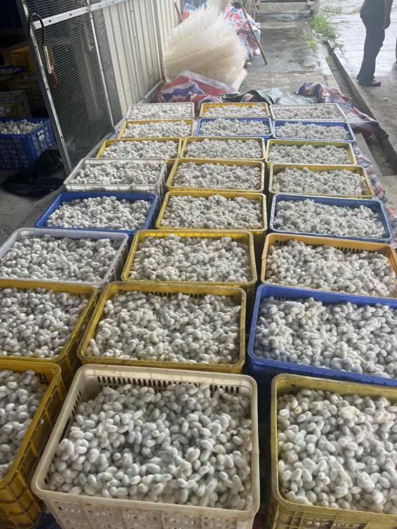 鲜茧双宫茧地茧干茧量大价格可以聊