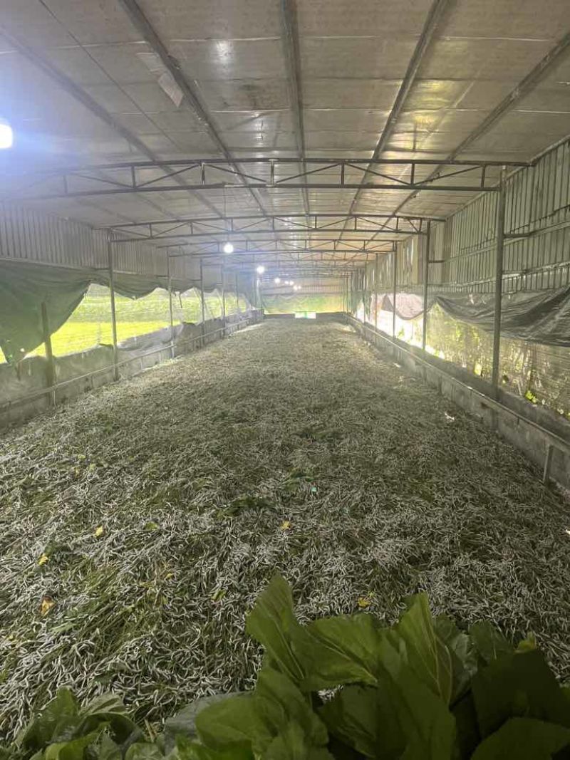 鲜茧双宫茧地茧干茧量大价格可以聊