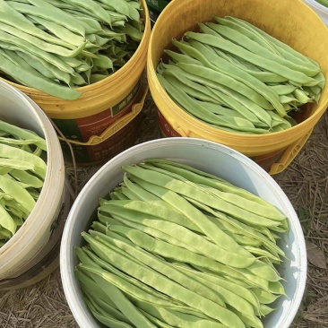 保山精品扁豆