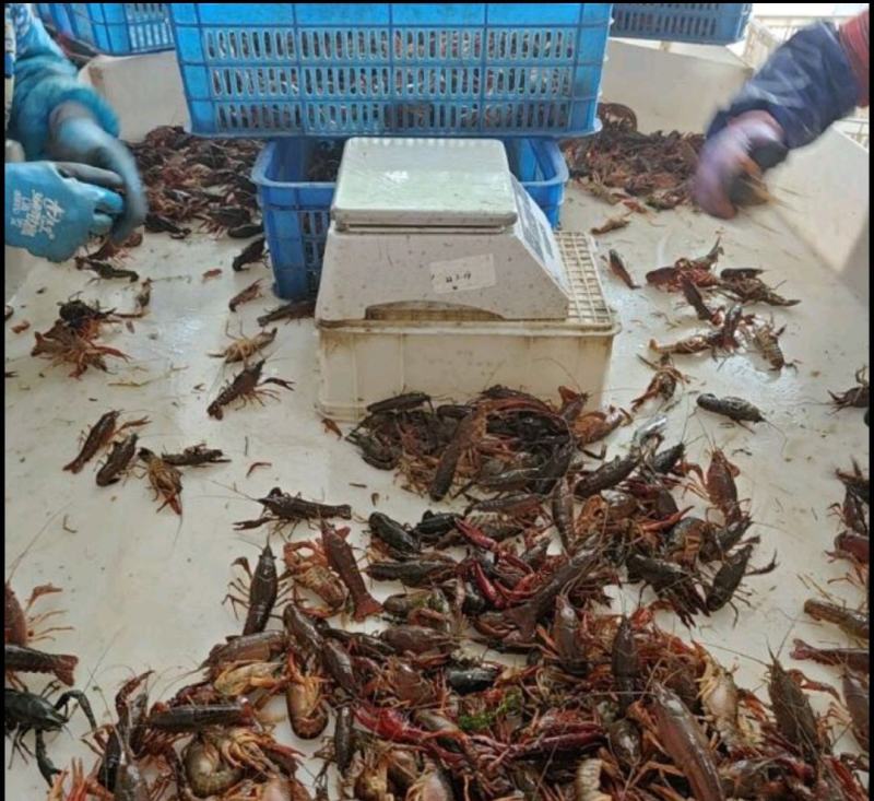 鲜活小龙虾，货量大现货多，现货现发，鲜活物流冷链运输