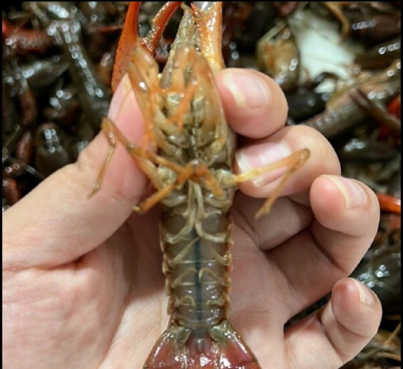 鲜活小龙虾，货量大现货多，现货现发，鲜活物流冷链运输