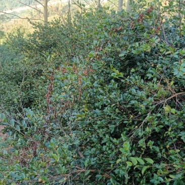 正宗山茶油