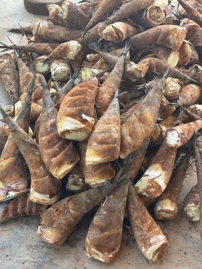 甜竹笋带壳产地现砍现发