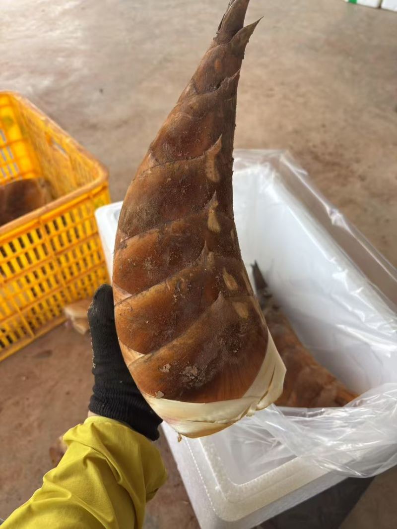 甜竹笋带壳产地现砍现发