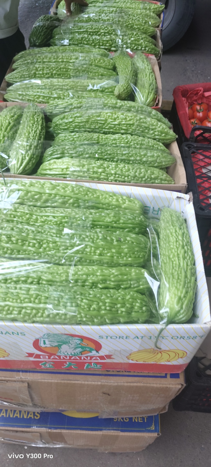 高山露天青苦瓜