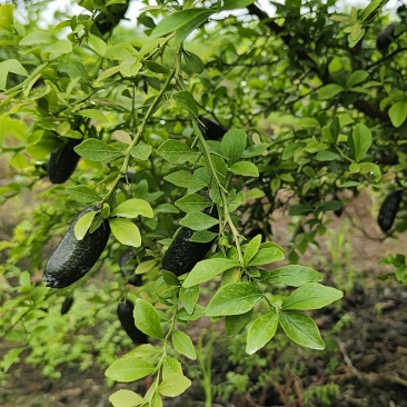香水柠檬手指柠檬