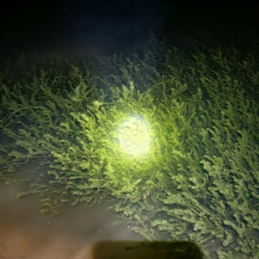 伊乐藻，水草