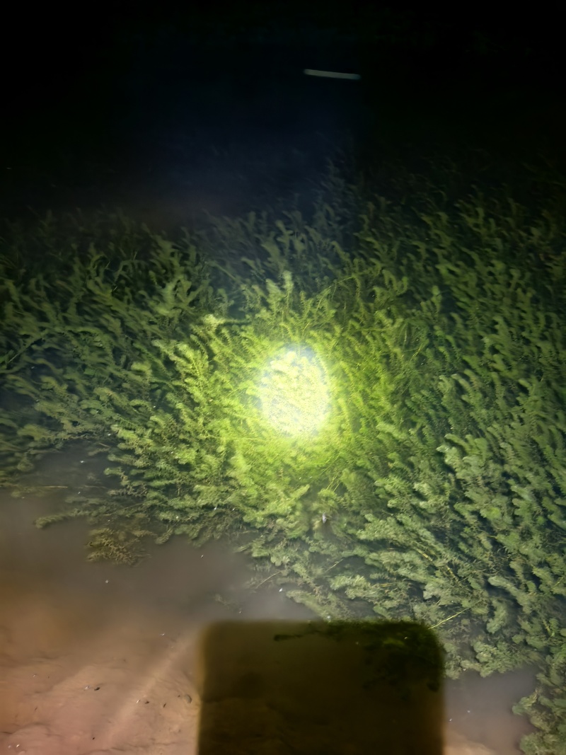 伊乐藻，水草