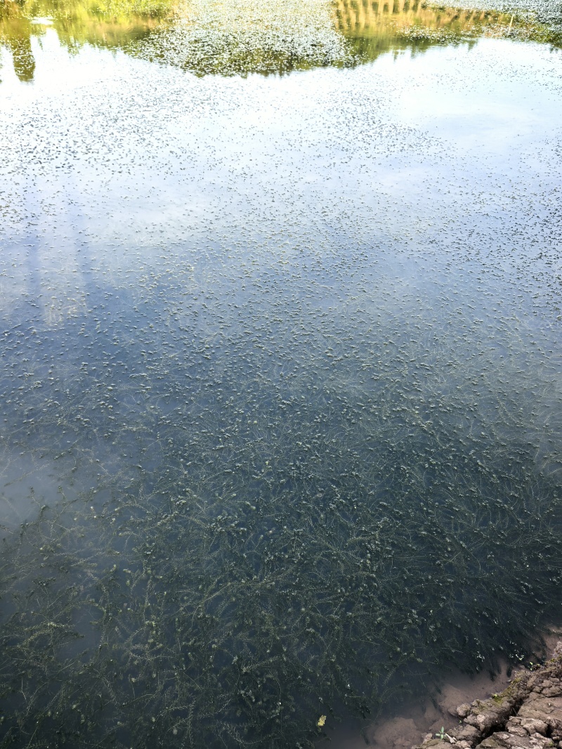 伊乐藻，水草
