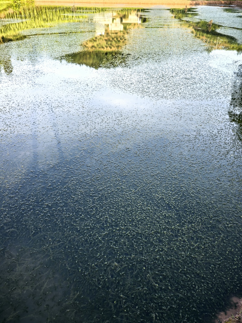 伊乐藻，水草