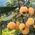 广元朝天中子镇小屯村五星枇杷