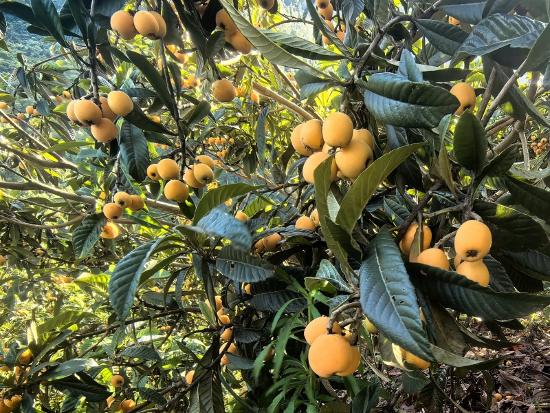 广元朝天中子镇小屯村五星枇杷
